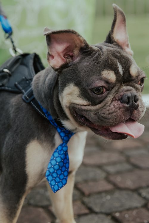 French Bulldog in Tie