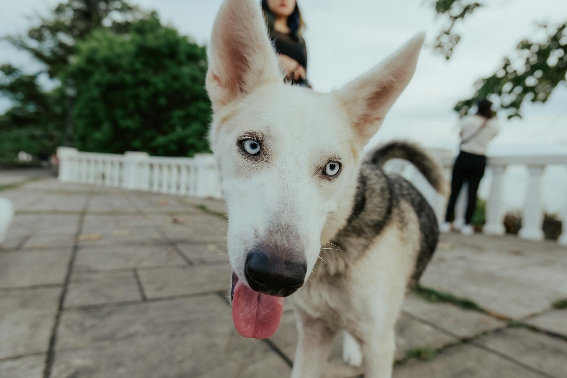 White Husky Puppy Head