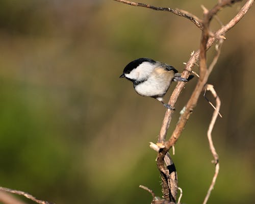 Gratis stockfoto met carolina chickadee, dierenfotografie, natuurfotografie