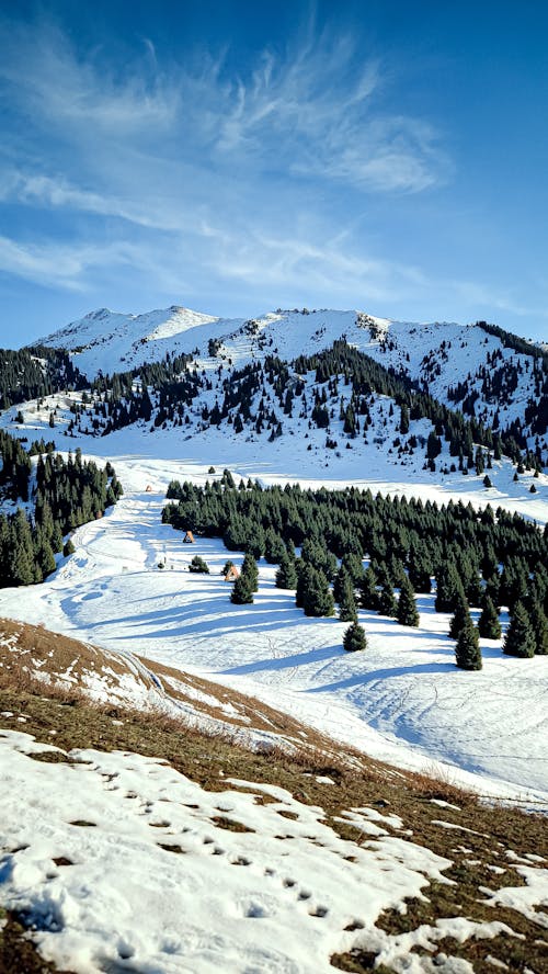 Foto profissional grátis de cênico, floresta, inverno