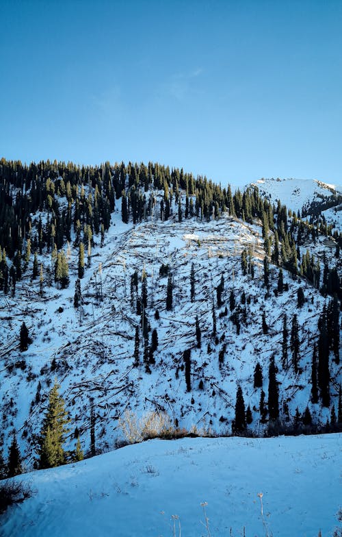 A Snowy Landscape