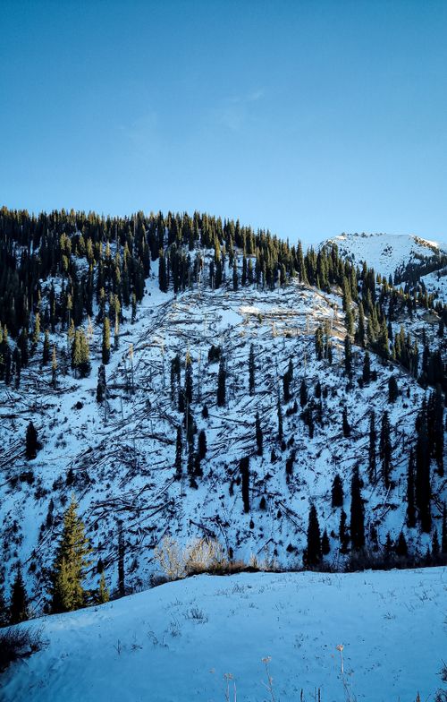 Free Scenic winter landscape of a snow-covered hillside with pine trees in Almaty, Kazakhstan. Stock Photo
