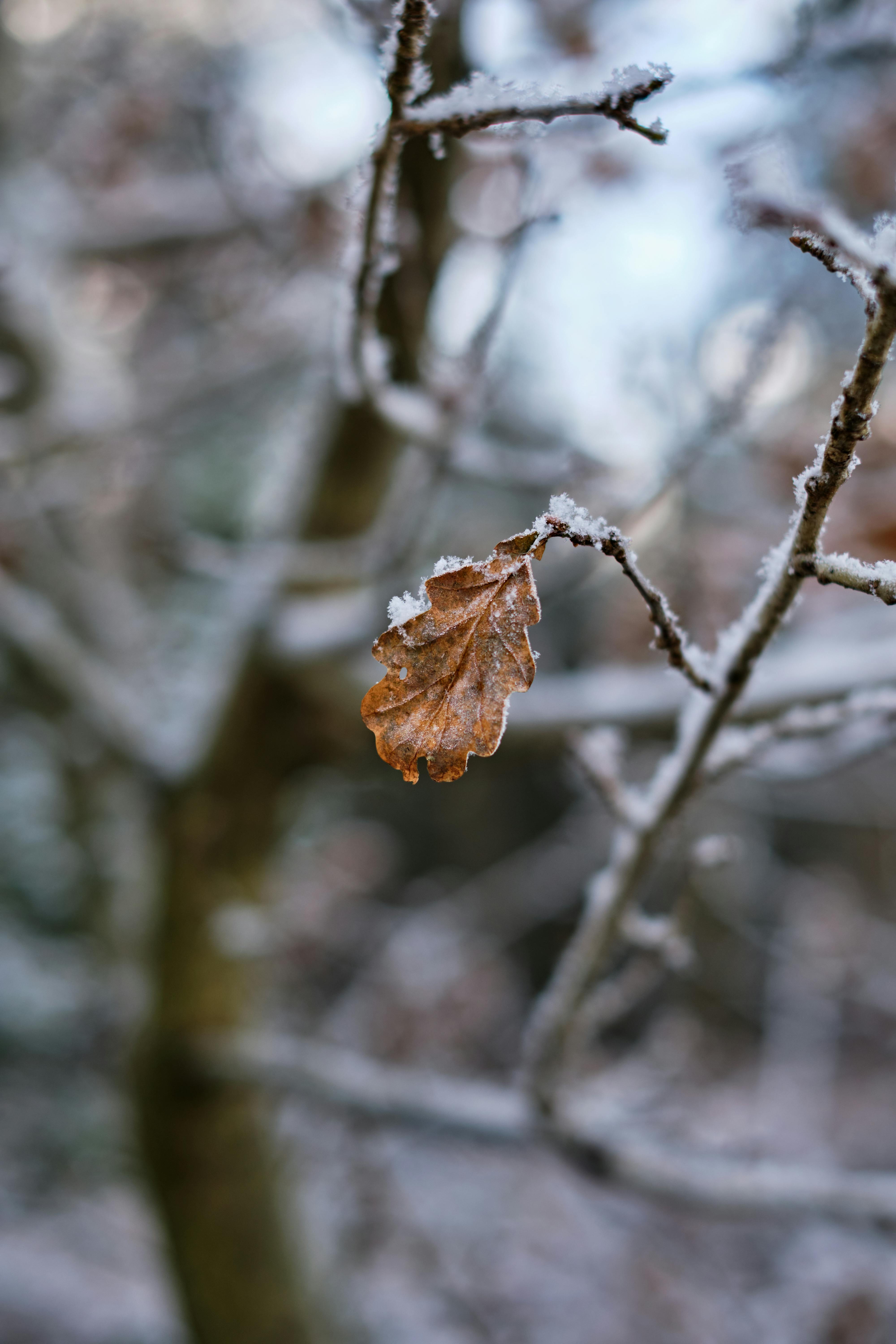 Close-up of a frosted brown leaf on a twig in winter, capturing nature's beauty.