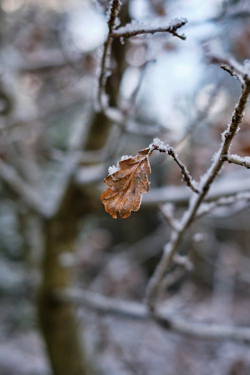 Brown Frozen Leaf on Twig in Winter