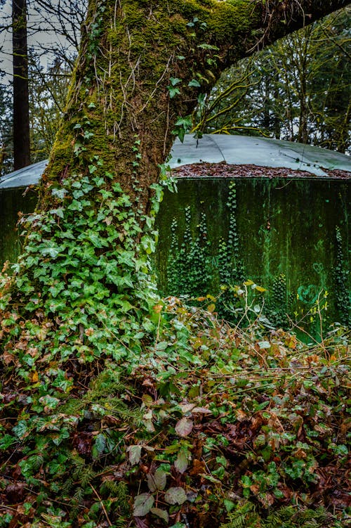 Ivy Plant Growing on Tree in Forest