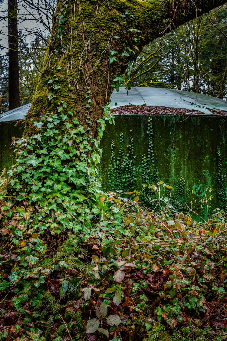 Ivy Plant Growing On Tree In Forest