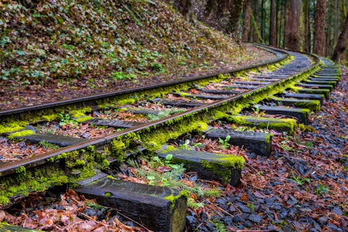 Moss Growing on Railroad Tracks in Forest