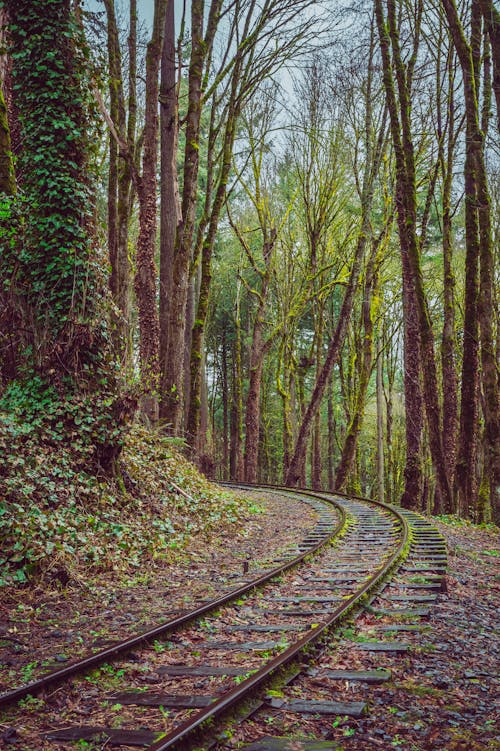 Railroad Tracks in Forest