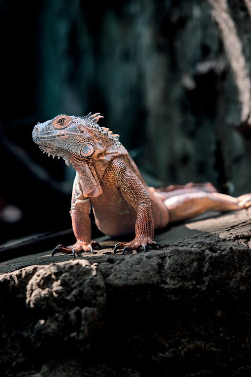 Δωρεάν στοκ φωτογραφιών με iguana, rock, επιλεκτική εστίαση