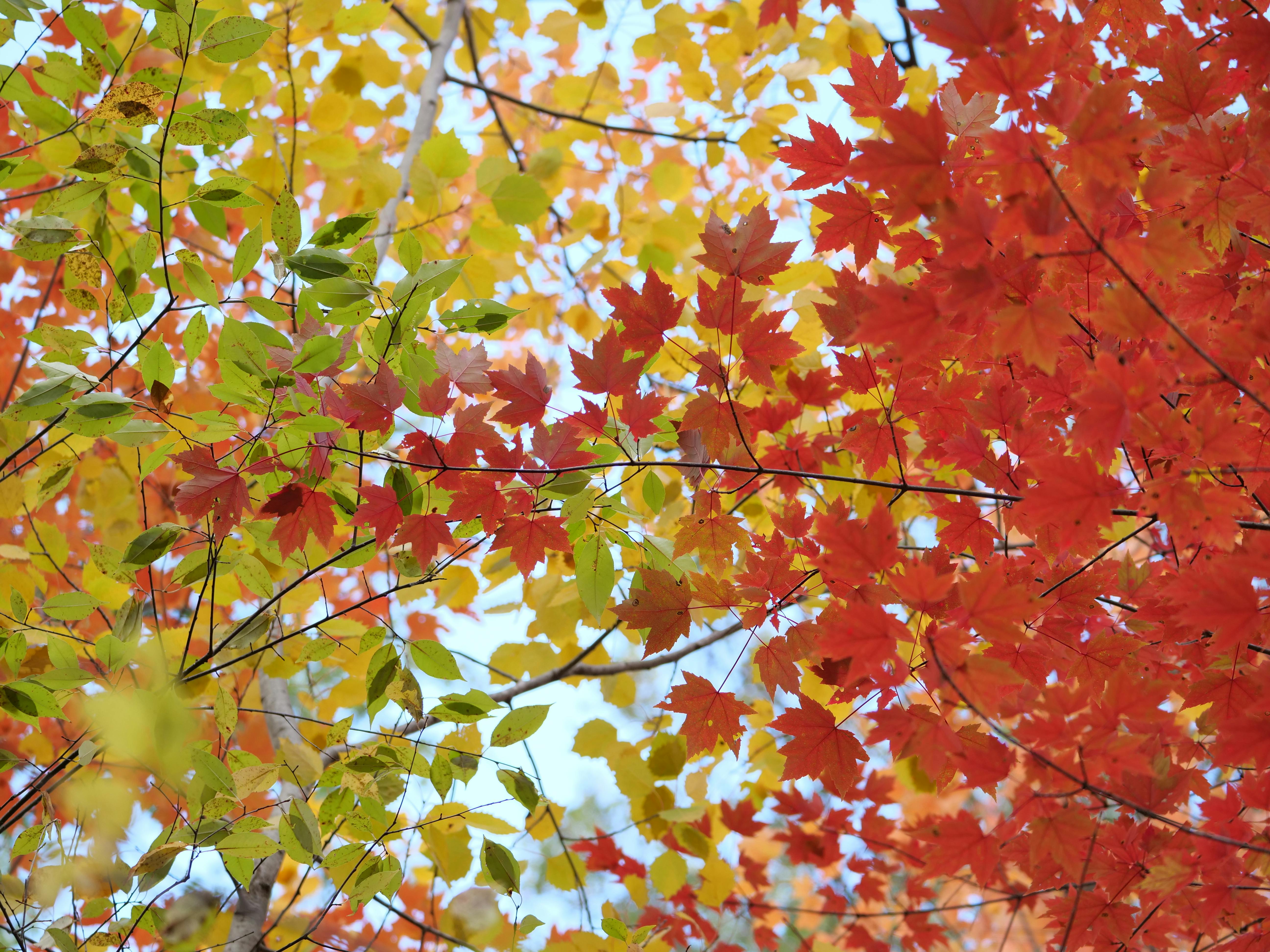 Gratuit Photos gratuites de arbres, automne, branches Photos