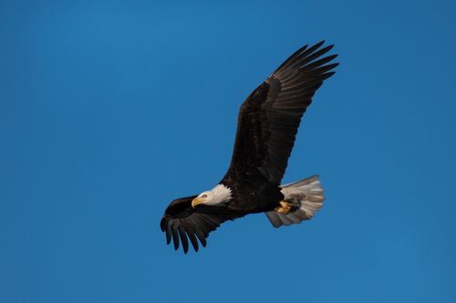Free Elegant bald eagle in flight against a clear blue sky, showcasing powerful wingspan. Stock Photo