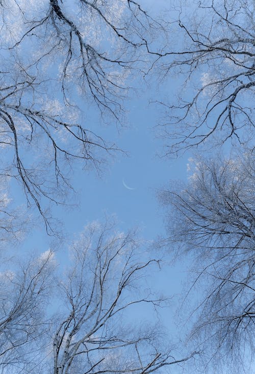ağaçlar, çıplak, dar açılı çekim içeren Ücretsiz stok fotoğraf