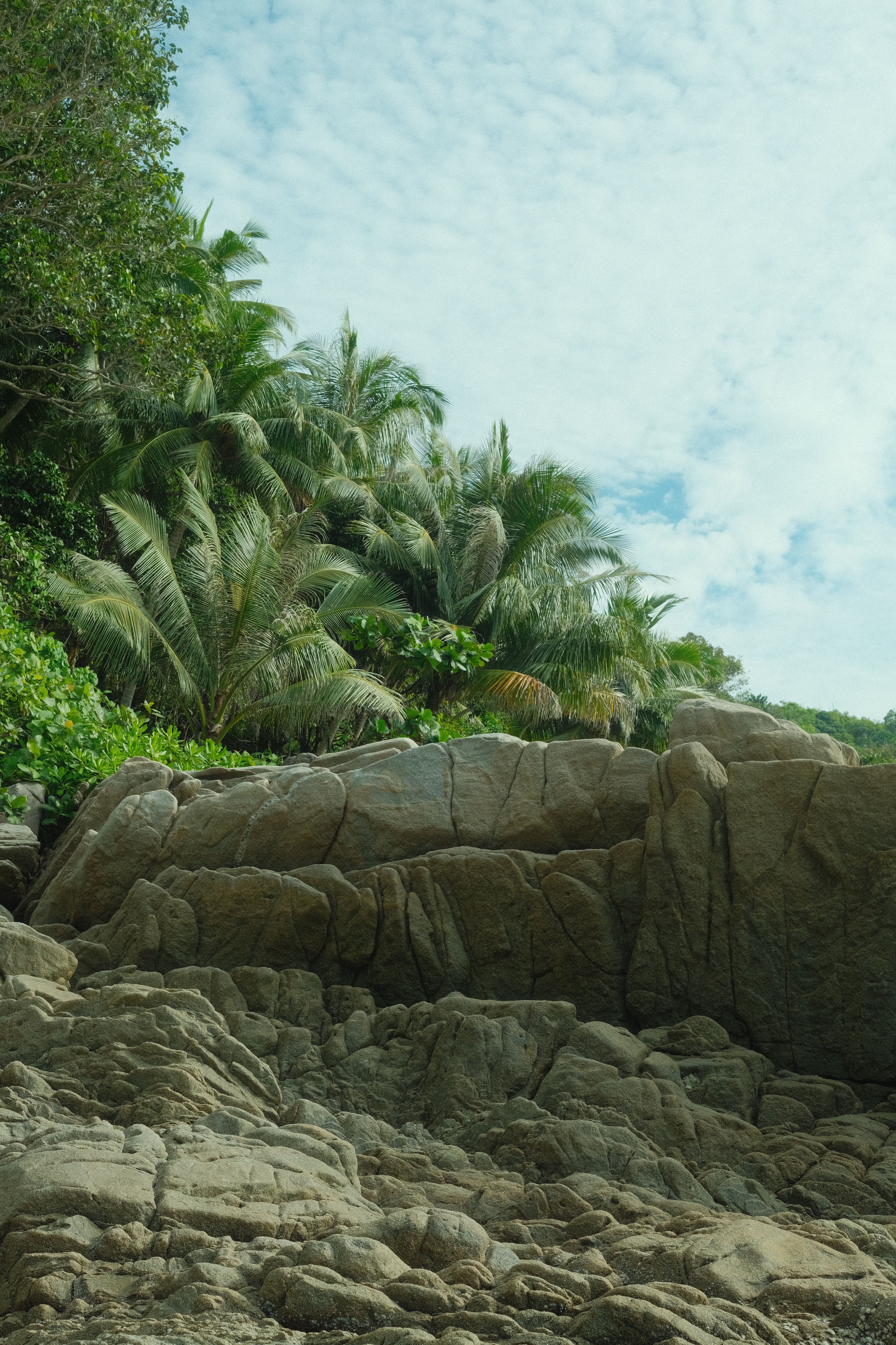 Fotomural Vista escénica de una costa tropical con palmeras y acantilados rocosos, bajo un cielo nublado.