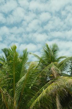 Lush green palm trees reaching up to a vibrant cloudy sky on a tropical summer day.