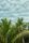 palm