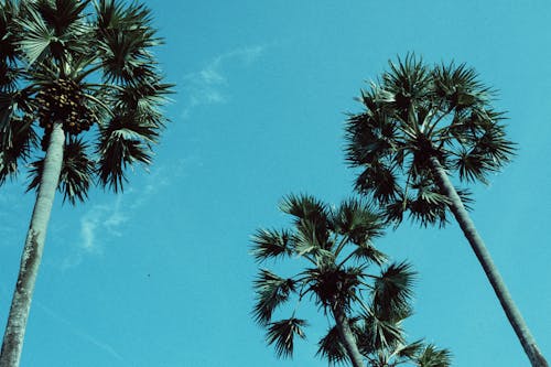 Blue Sky Above Palms