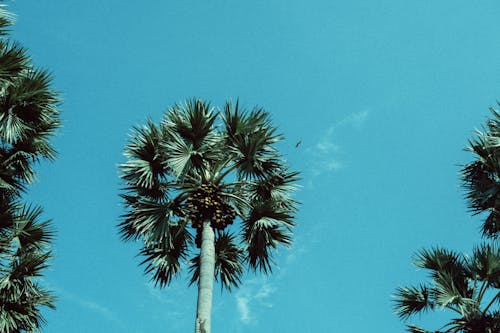 Бесплатное стоковое фото с голубое небо, лето, пальмовые деревья