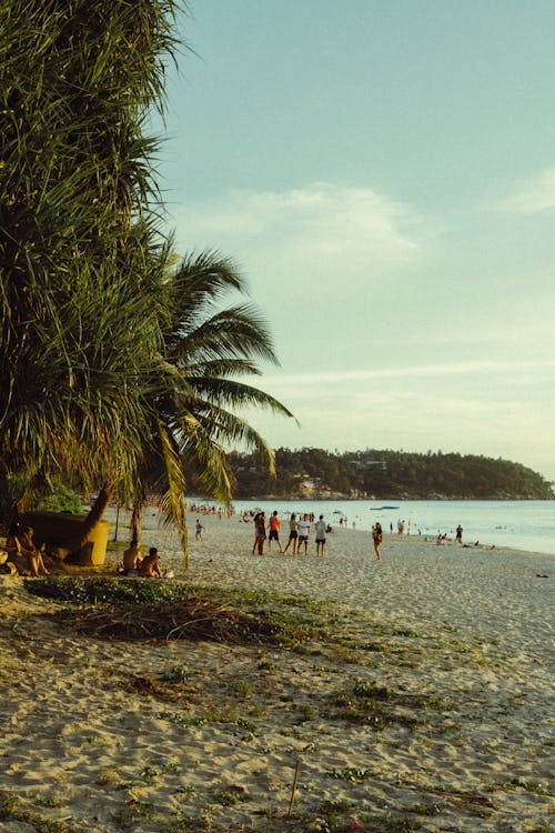 People on Beach under Palm Trees