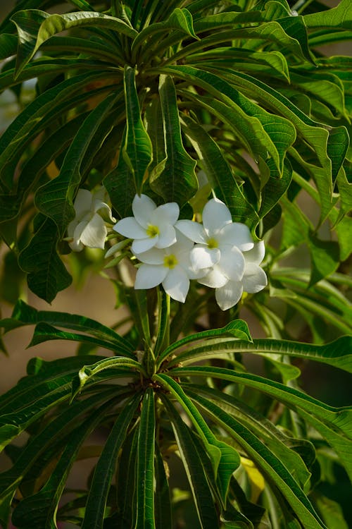 A Vibrant White Blossoming Flower