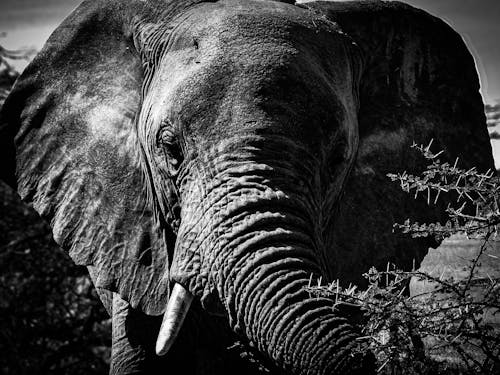 Darmowe zdjęcie z galerii z czarno-biały, portret zwierzęcia, słoń