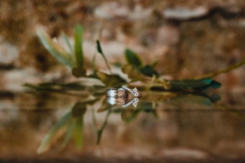 Free Beautiful reflection of wedding rings with plant backdrop in a rustic setting. Stock Photo