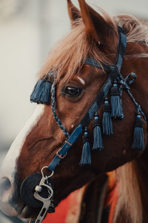 Free A detailed close-up of a brown horse with ornate blue tassels in Istanbul, Türkiye. Stock Photo