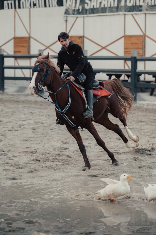 Man Riding a Horse on a Championship 