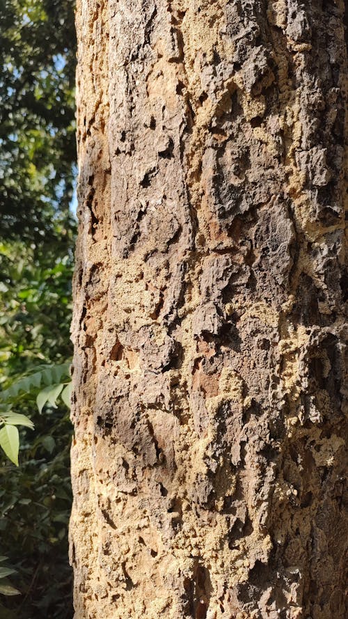 Free stock photo of tree, tree trunk