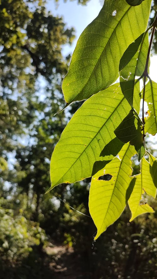 Free stock photo of green, leaves, nature