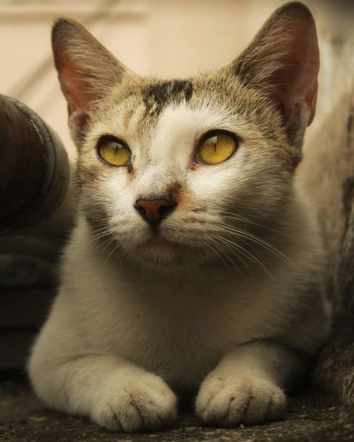Free Charming cat close-up with bright yellow eyes and white fur for animal lovers. Stock Photo