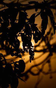 A dramatic silhouette of leaves backlit by a vibrant sunset sky, creating a captivating natural scene.