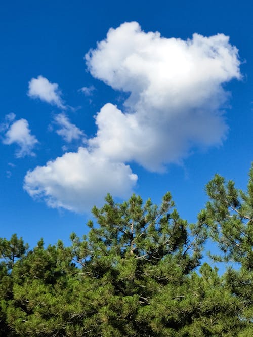 Fotobanka s bezplatnými fotkami na tému les, leto, listy