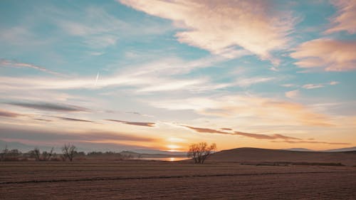 Lonely Trees on a Field During Sunset 