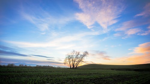 Lonely Tree on a Field During Sunset 