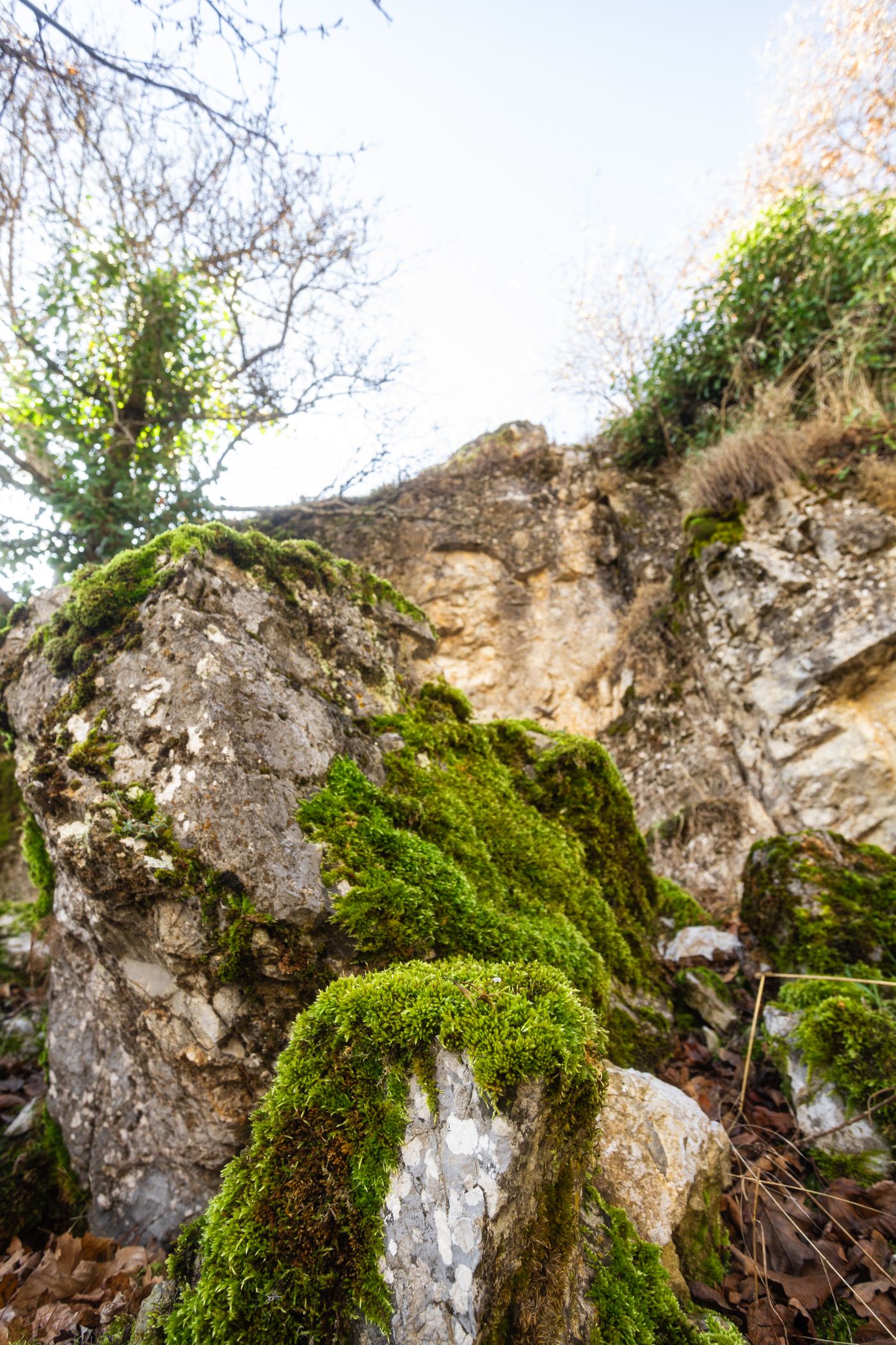 A mossy vertical cliff face rising through cold forest shadow