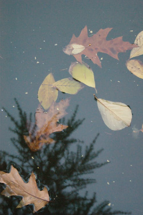 Kostnadsfri bild av falla, höst, löv