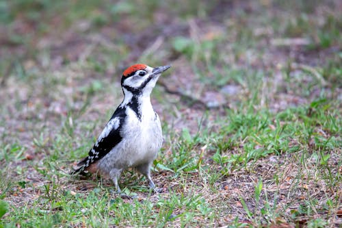 Woodpecker on Ground