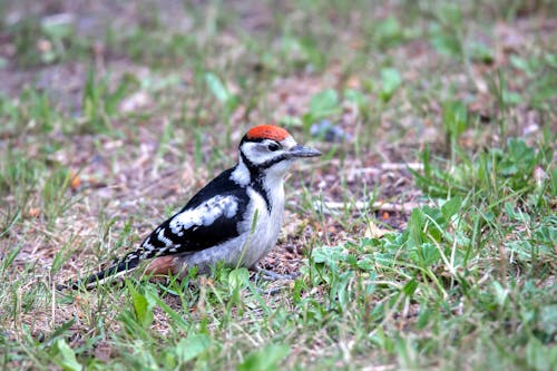 Woodpecker on Ground