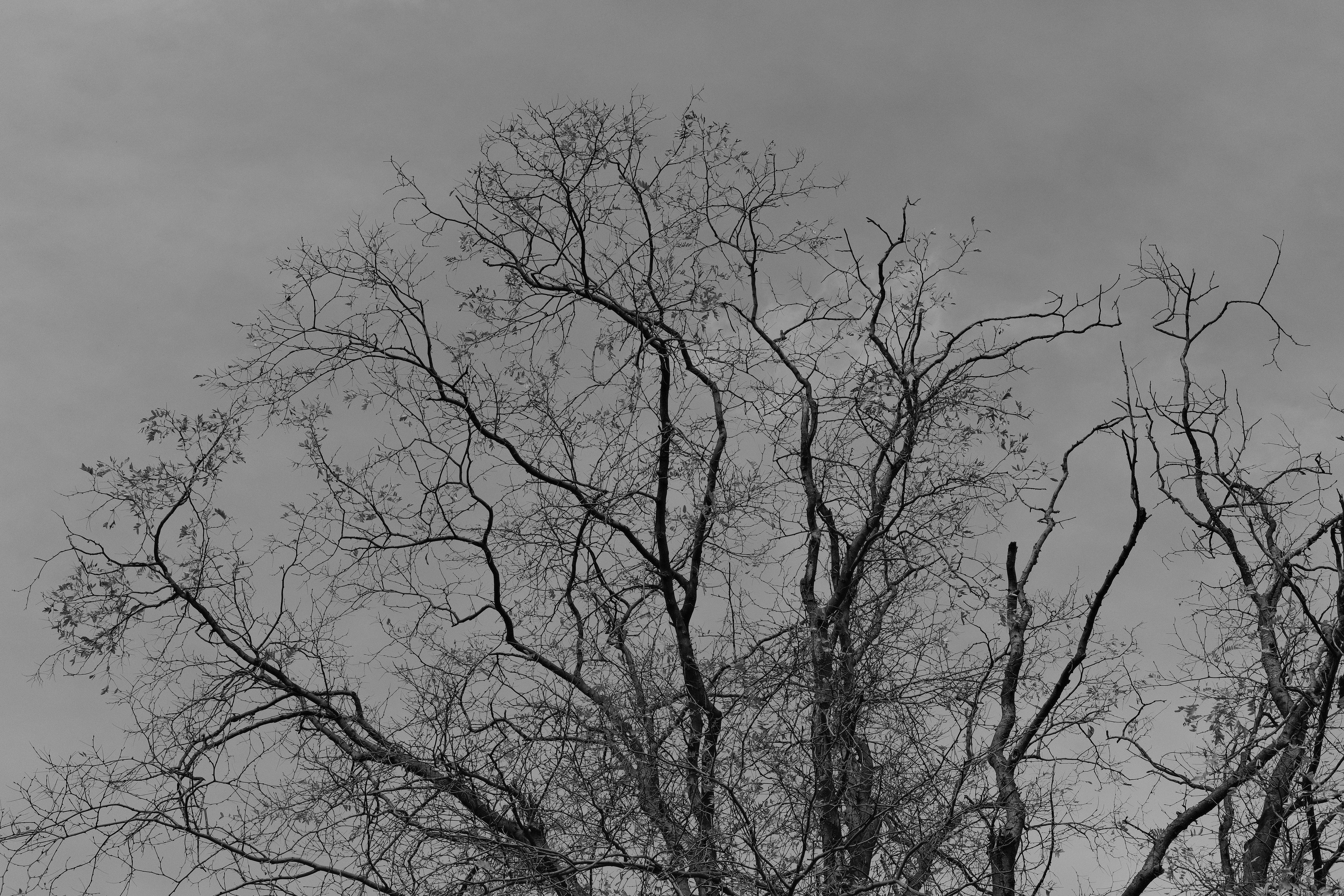 Bare leafless tree branches against a winter sky — dormant season is the ideal time for pruning old apple trees in Surrey BC