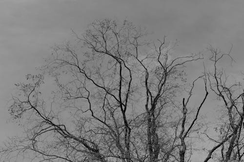 Foto profissional grátis de árvore, assustador, escuro