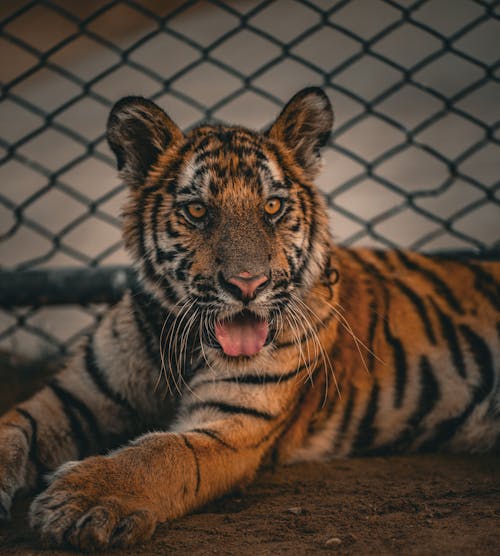 Kostenloses Stock Foto zu african wildlife, aggressive veranlagung, artenschutz