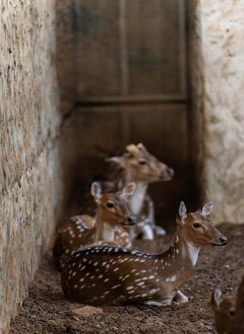 Fotobanka s bezplatnými fotkami na tému dedinský, deer rodina, divé jelene