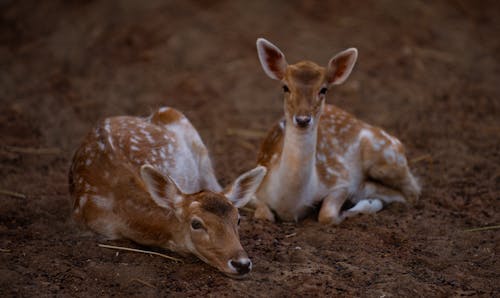 Fotobanka s bezplatnými fotkami na tému bábätko, cicavec, deer rodina