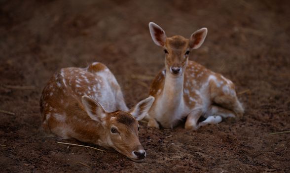 Two adorable fawns resting on the ground in a serene natural setting.