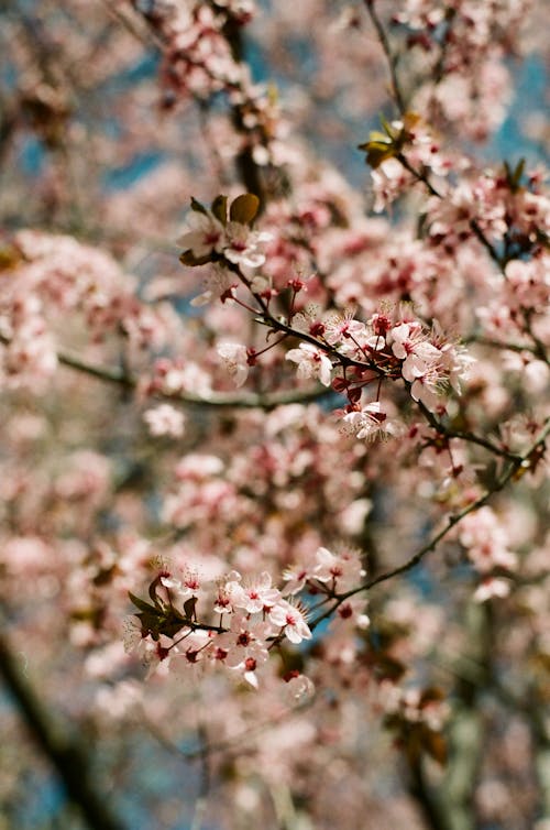 Spring Cherry Blossoms