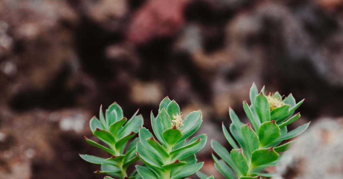 Small Arctic Root Plants · Free Stock Photo