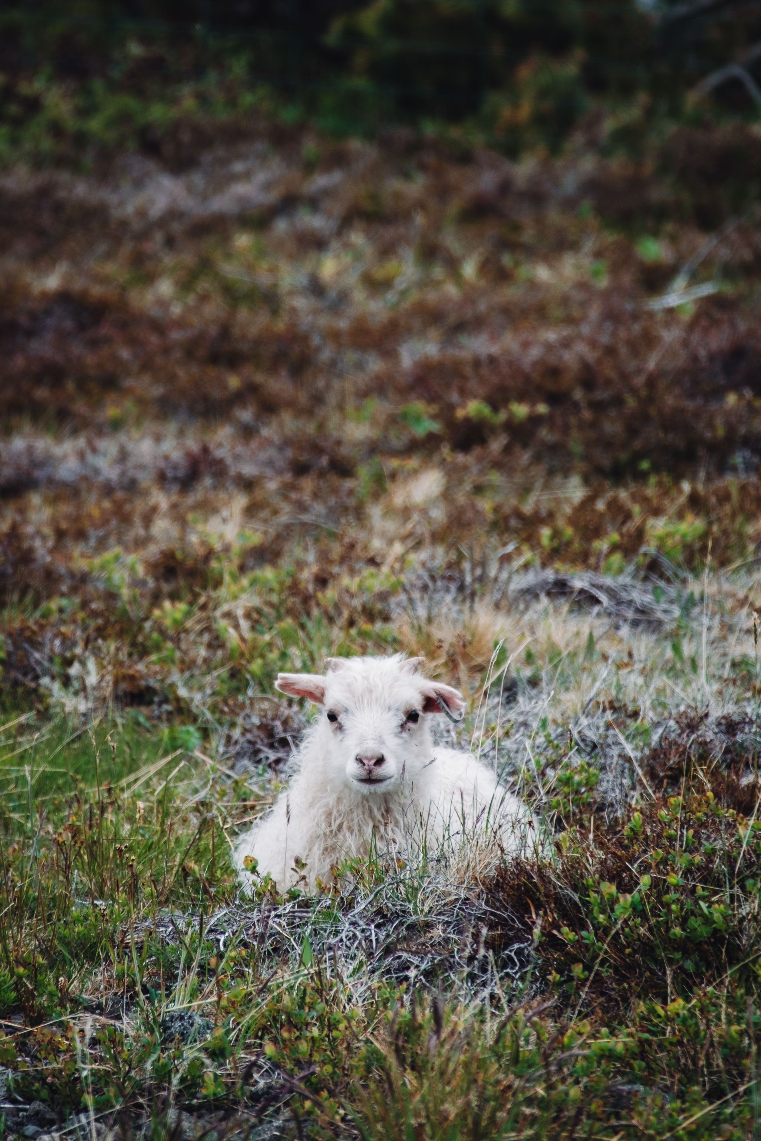A young goat lying in a picturesque rural pasture, surrounded by greenery.