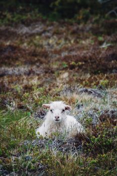 A young goat lying in a picturesque rural pasture, surrounded by greenery.