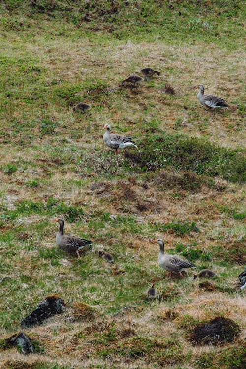 Flock of Geese with Goslings Walking on the Hillside