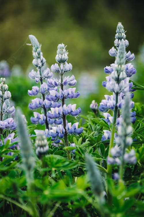 Close-up of Lupine Flowers